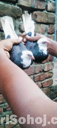 এক জোরা গররা বিক্রি হবে
